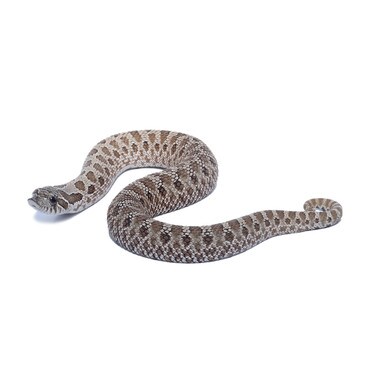 Western Hognose het Frosted